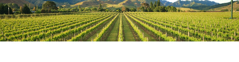 New Zealand Vineyard Marlborough