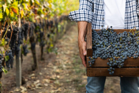organic wine