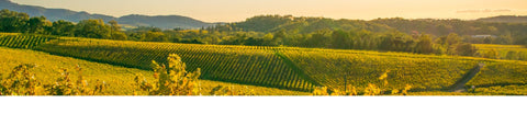 Vineyards in Napa Valley, Northern California