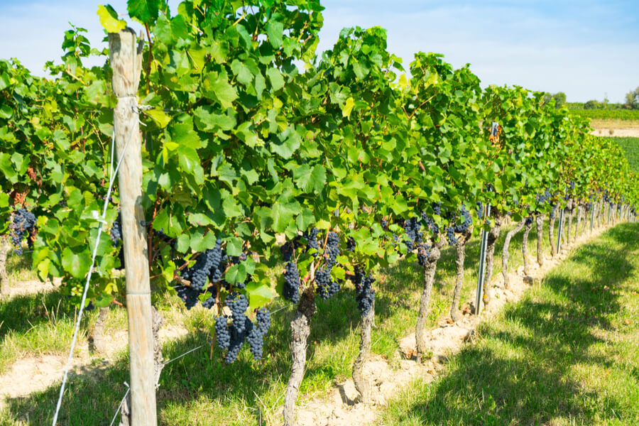 sustainable wine vineyard