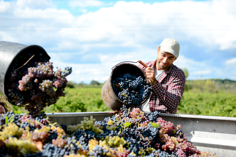 winemaker in his vineyard during wine harvest emptying bucket of grapes